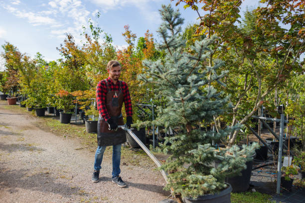 Best Tree and Shrub Care  in Bensenvle, IL